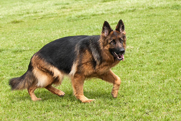 istock German Shepherd Dog on green grass 177461862