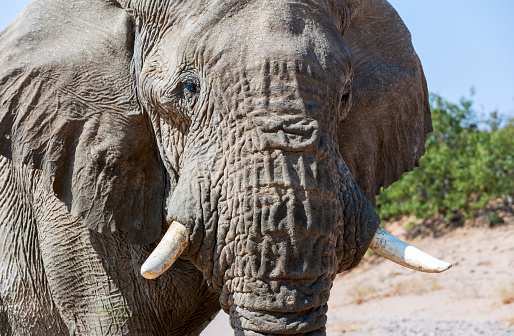 Wild African elephant close up, Botswana, Africa