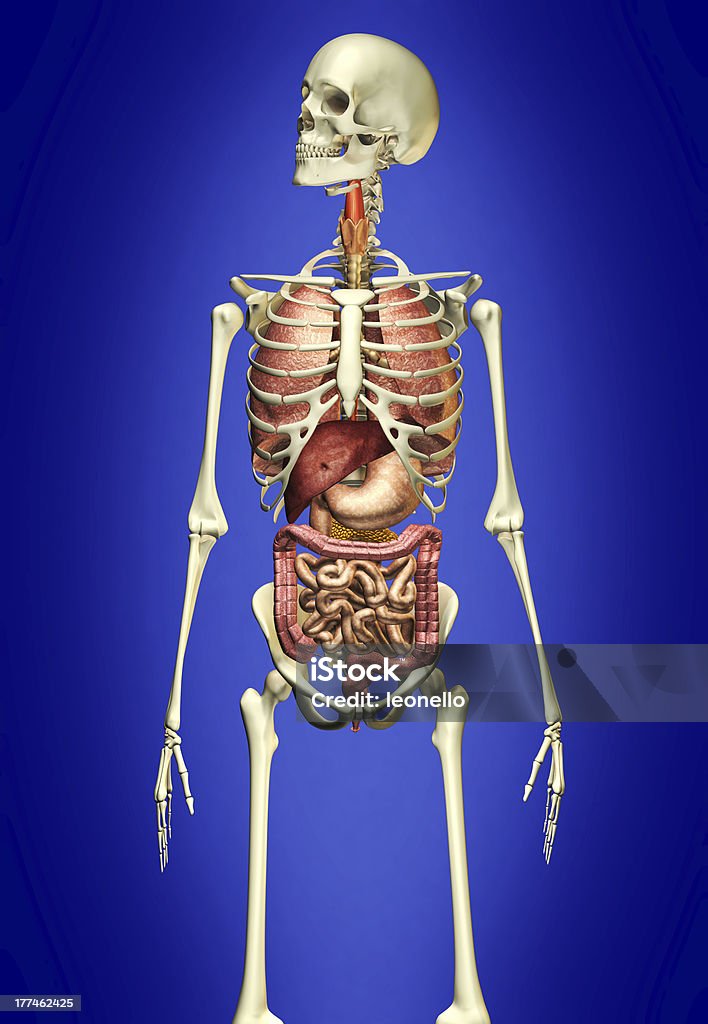 Pin on oddly hot Human body anatomy, Human body organs, Body anatomy