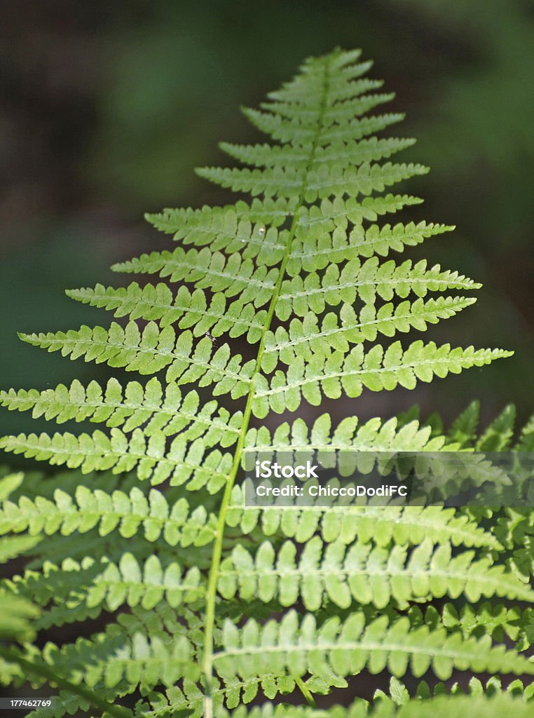 Foglia di felce verde nel mezzo della undergrowth - Foto stock royalty-free di Composizione verticale