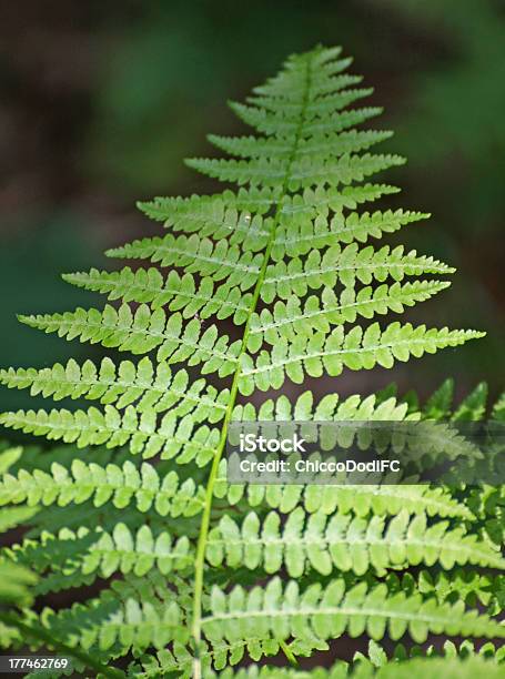 Foglia Di Felce Verde Nel Mezzo Della Undergrowth - Fotografie stock e altre immagini di Composizione verticale - Composizione verticale, Decorazione festiva, Felce