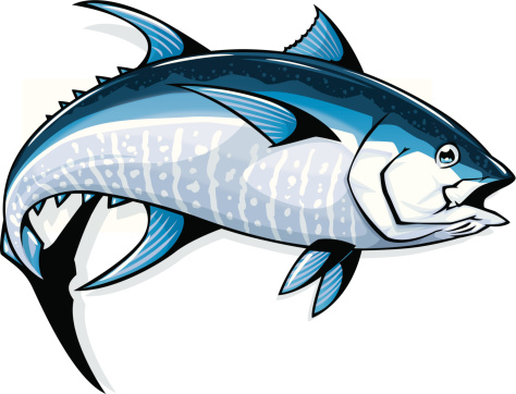 detailed illustration of a bluefin tuna 