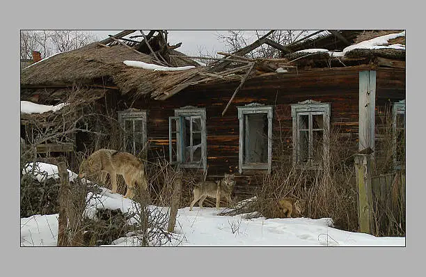 Wolves finding something in abandoned village in Chernobyl region.