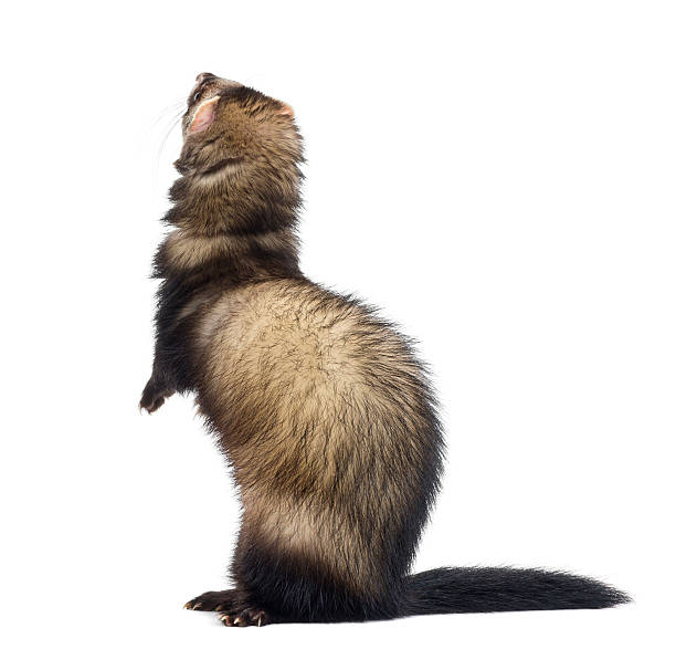 istock Back view of a Ferret on hind leg, looking up 177463419