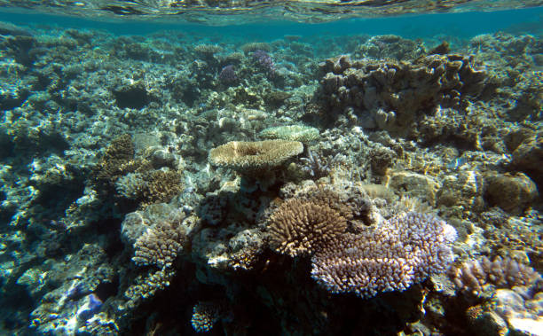 istock A landscape of coral reef 1774641025
