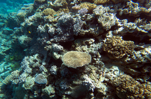 istock A landscape of coral reef 1774641027