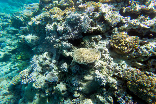 istock A landscape of coral reef 1774641035
