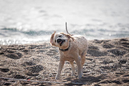 Golden retriever dog shaking water off on beach