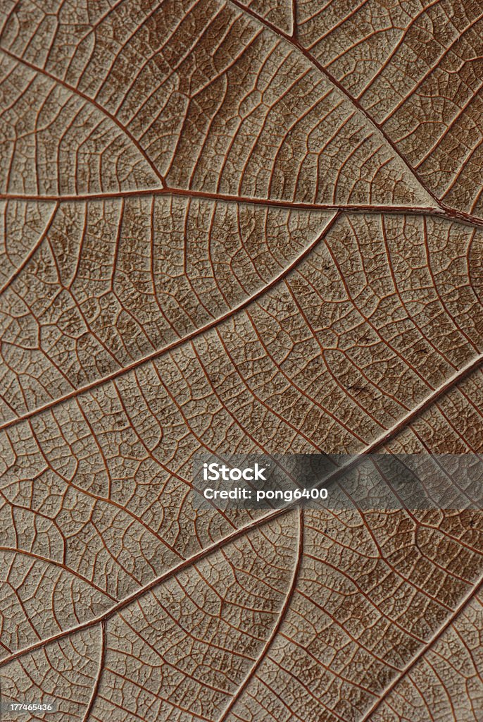 Foglie. - Foto stock royalty-free di Albero