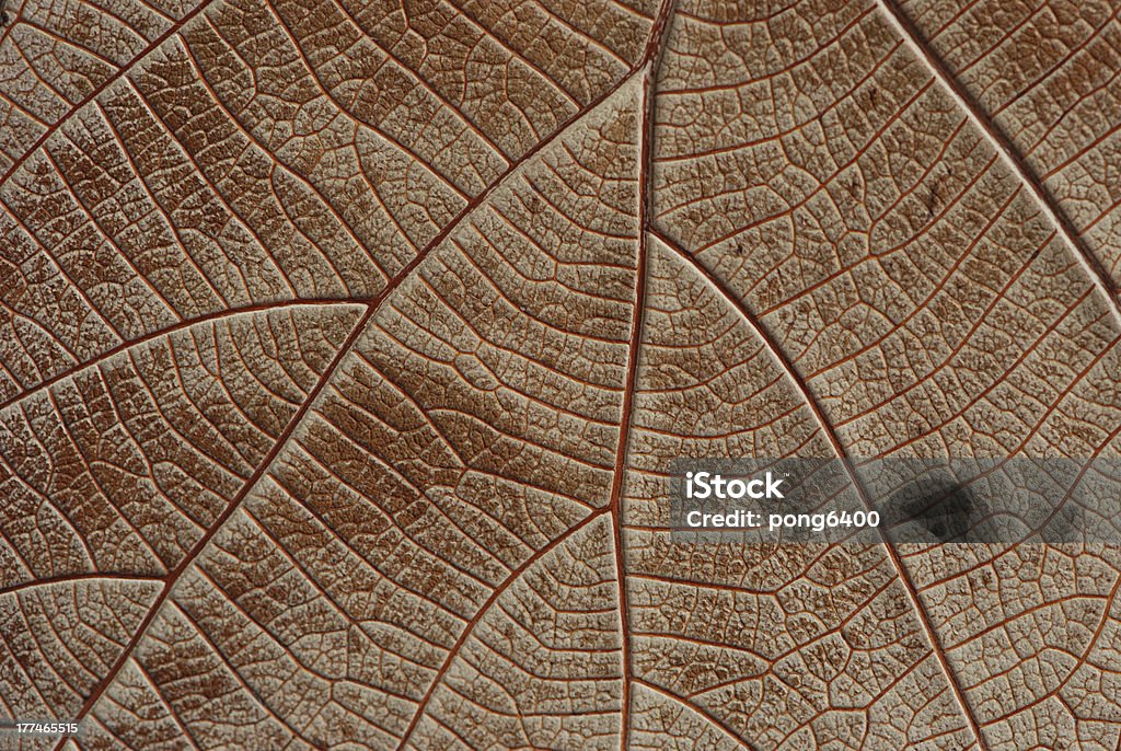 foglie. - Foto stock royalty-free di Albero