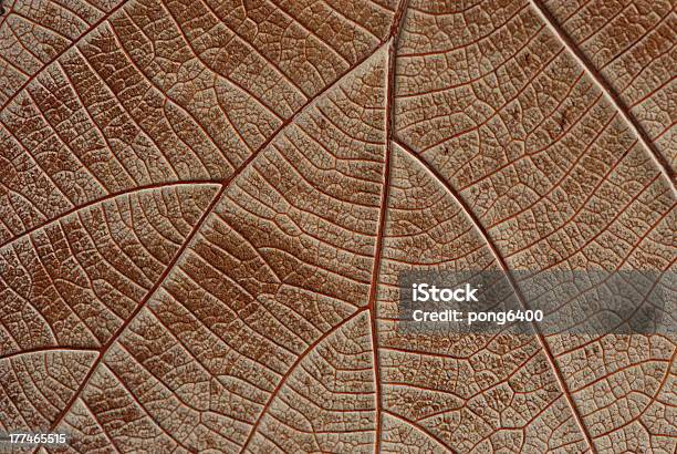 잎 0명에 대한 스톡 사진 및 기타 이미지 - 0명, 가을, 건축물