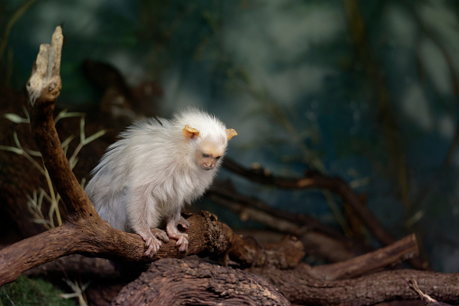 Small, rare rain forest monkey with silvery-white fur, lying on a branch against blurred green background. Direct view. Silvery marmoset, Mico argentatus, eastern Amazon Rainforest, Brazil.