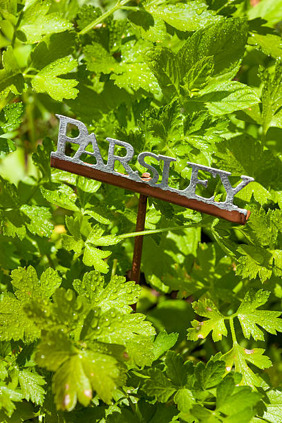 istock Fresh Green Herbal Parsley Leaves 177466232