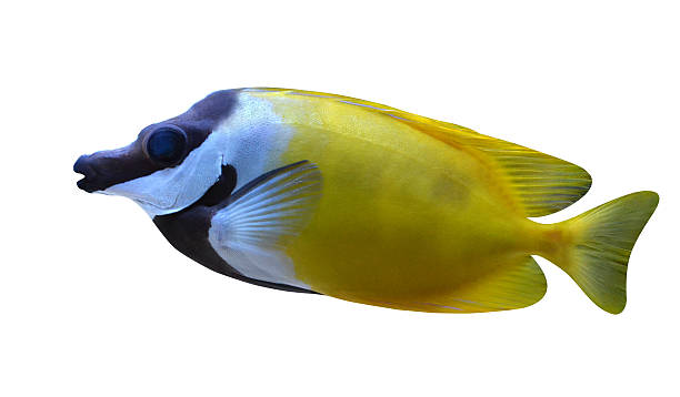 istock aquarium saltwater fish Pangasius 177466482