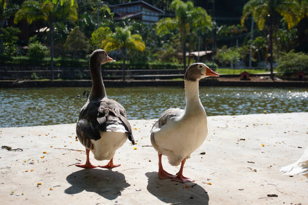 istock family of ducks at the lake 1774666708