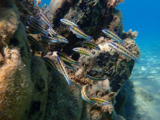istock Ornate wrasse (Thalassoma pavo) undersea, Aegean Sea 1774668413