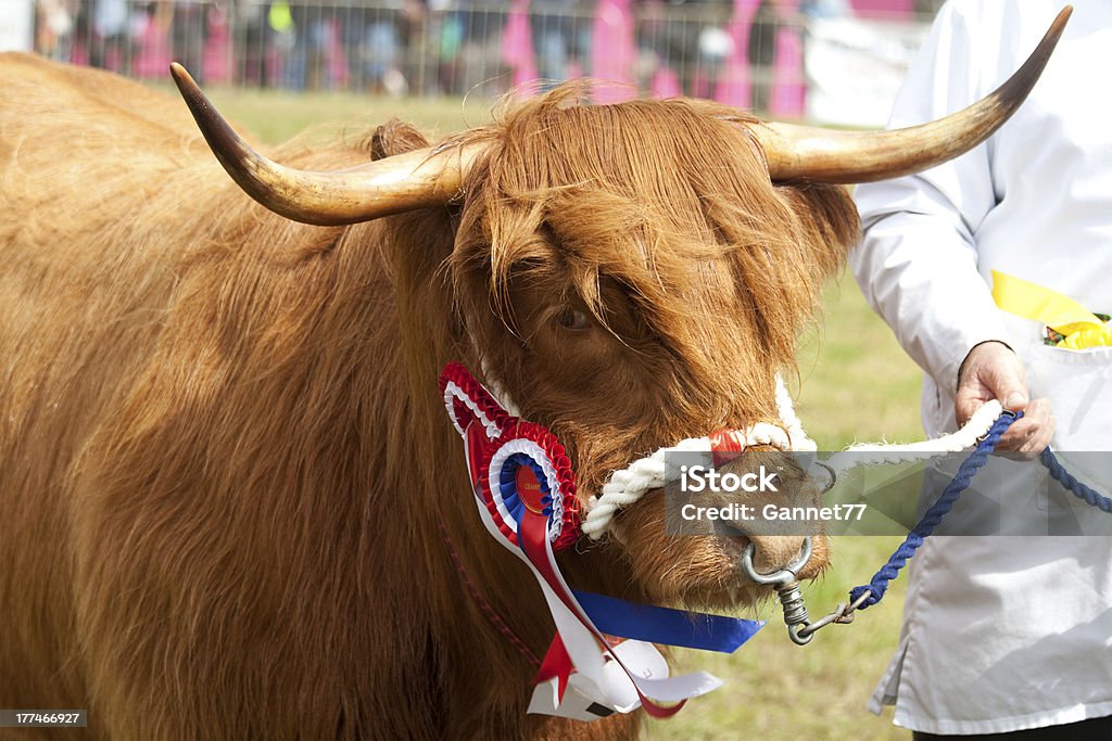 Highland vaca com campeão Rosette - Foto de stock de Fêmea de mamífero royalty-free