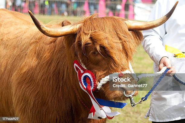 Foto de Highland Vaca Com Campeão Rosette e mais fotos de stock de Fêmea de mamífero - Fêmea de mamífero, Gado Doméstico Bovino, Exposição