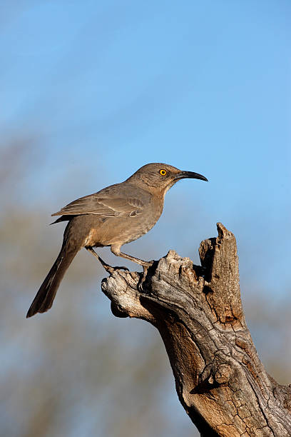istock Curve-billed thrasher, Toxostoma curvirostre 177467001