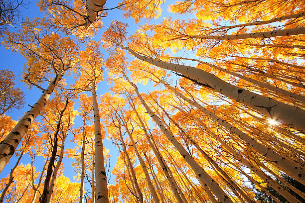 istock Aspen trees with fall color, San Juan National Forest, Colorado 177467135