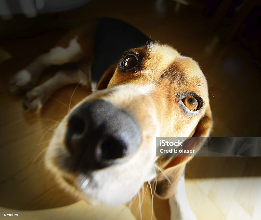 Grande angular de jovem cão beagle, cabeça com luz natural - Foto de stock de Animal royalty-free