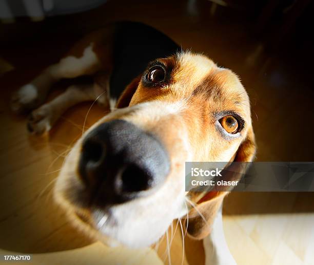 Foto de Grande Angular De Jovem Cão Beagle Cabeça Com Luz Natural e mais fotos de stock de Animal