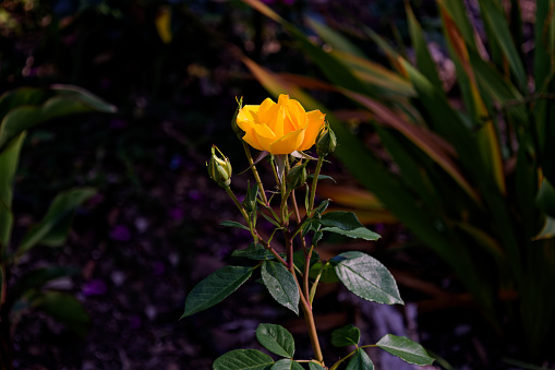 A warm yellow rose in full sunlight against a darker background in Worcester, South Africa.