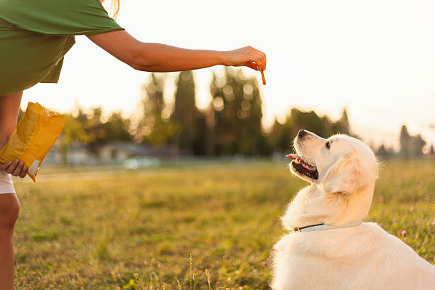 Training dog A young girl training her golden retriever. dog biscuit photos stock pictures, royalty-free photos & images