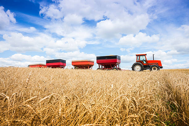 Tractor and grain trailers in a wheat field at harvest time.