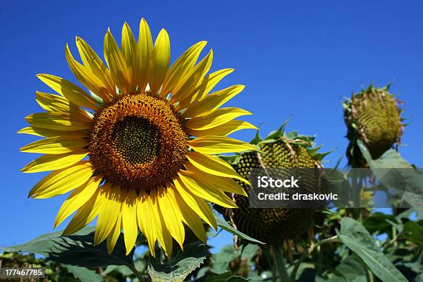 Girasol Foto de stock y más banco de imágenes de Agricultura - Agricultura, Aire libre, Amarillo - Color