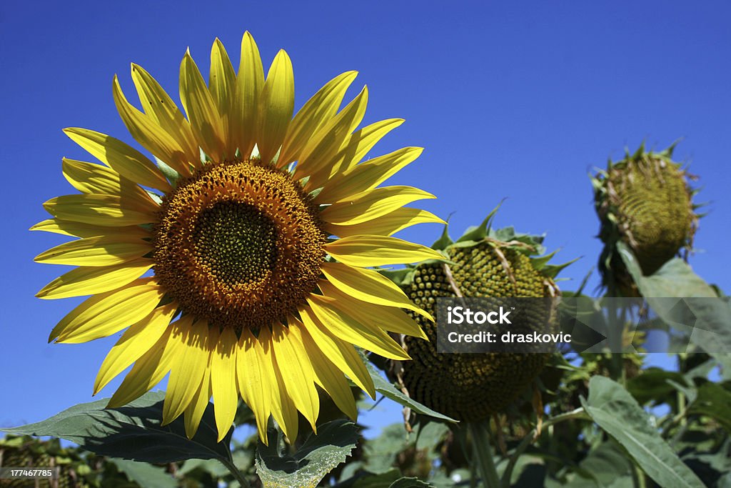 tournesol - Photo de Agriculture libre de droits