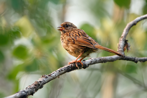 Juvenile Song sparrow is sitting on a branch in dense green foliage in summer forest.