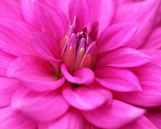 beautiful bright pink dahlia flower closeup(macro) stock photo