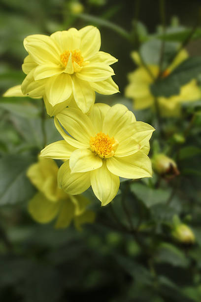 Pair of beautiful yellow hybrid dahlia flowers stock photo