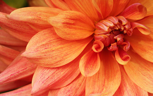 beautiful yellowish orange dahlia flower closeup(macro) stock photo