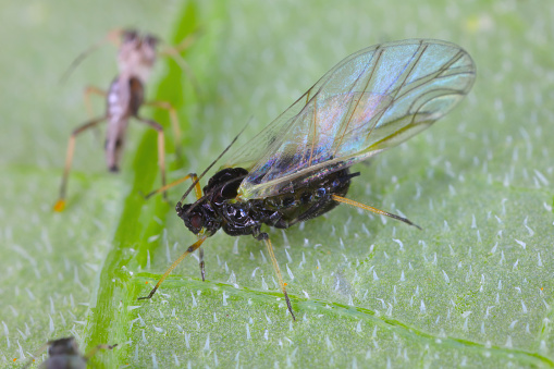 blackfly aphids on nasturtium leaf aphis fabae