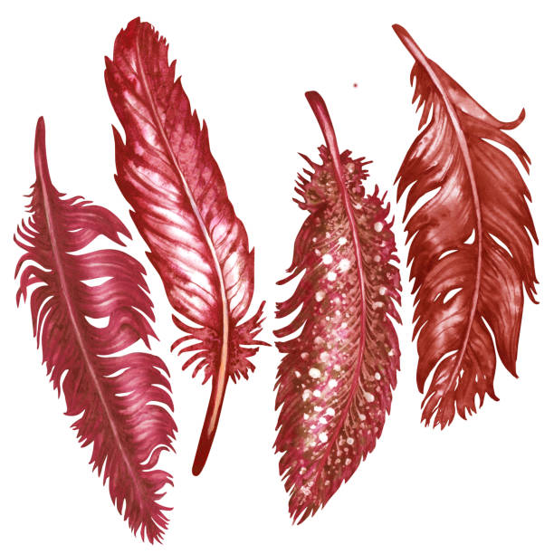 istock Watercolor red bird feathers for art album elements, sketches, invitation design, frames 1774697286