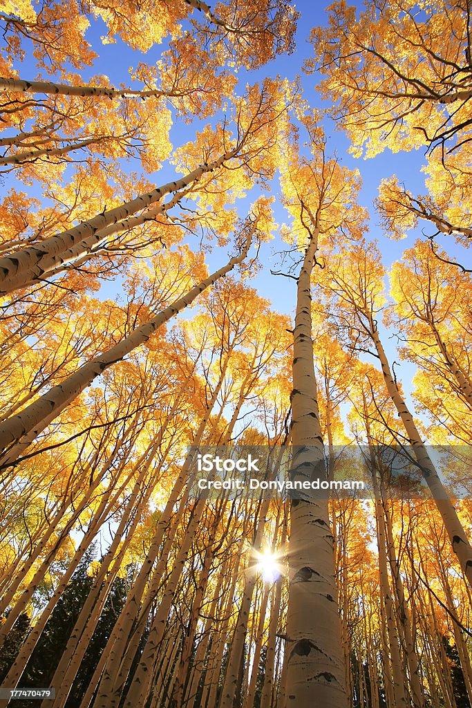 Aspen Bäume im Herbst Farbe, San Juan National Forest, Colorado - Lizenzfrei Baum Stock-Foto