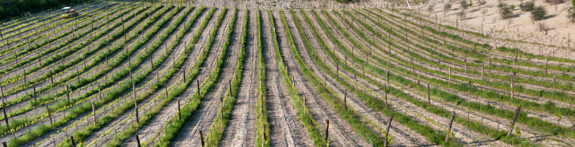overview of a vineyard in Emilia Romagna