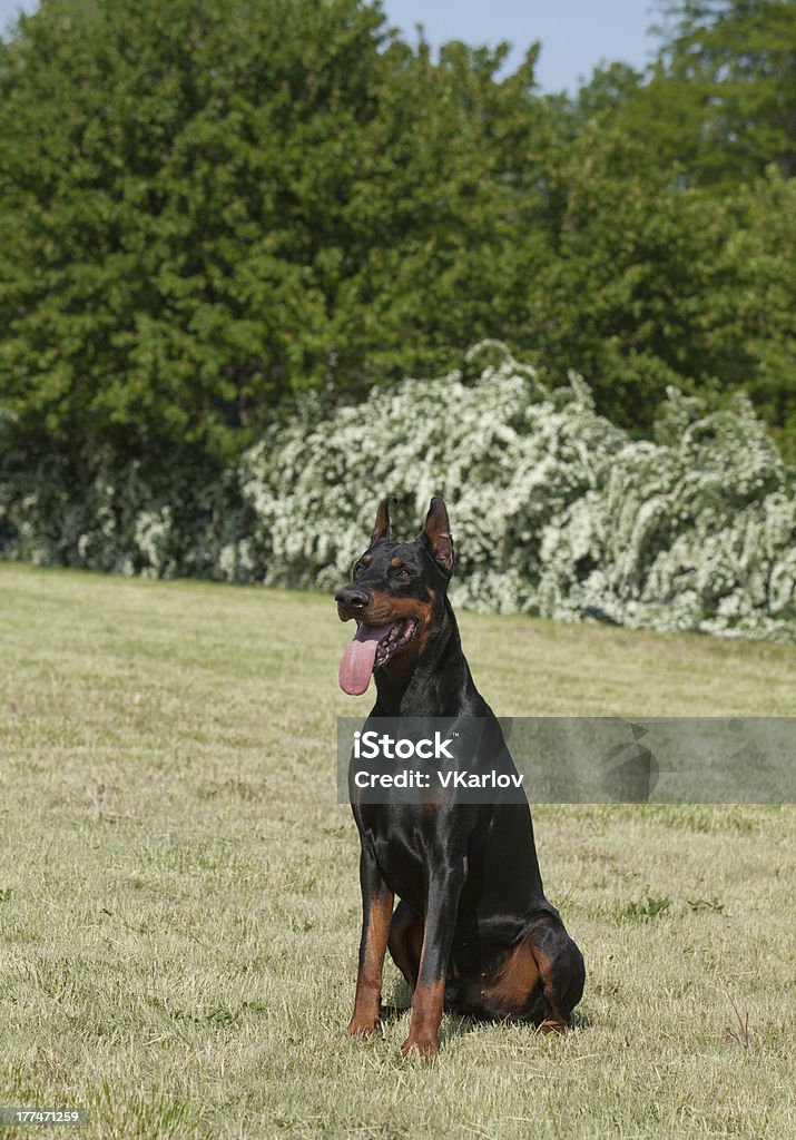 Pies rasowy doberman - Zbiór zdjęć royalty-free (Doberman)