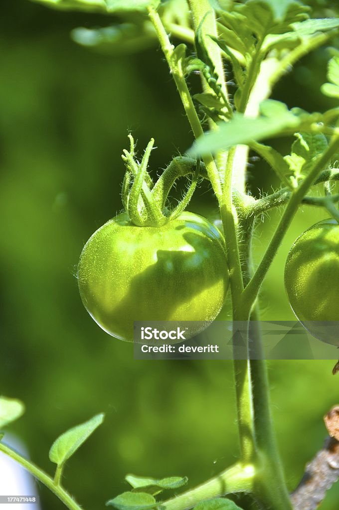 pomodoro - Foto stock royalty-free di Agricoltura