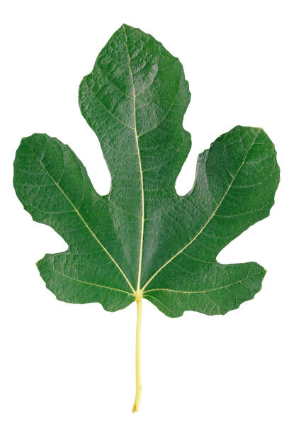 istock Green leaf of fig tree isolated on white 1774720732