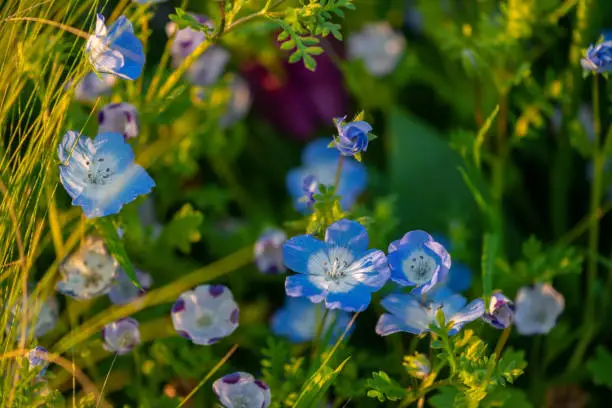 Photo of sunset of blooming beautiful Nemophila flower or Baby blue eyes. flowerbed background