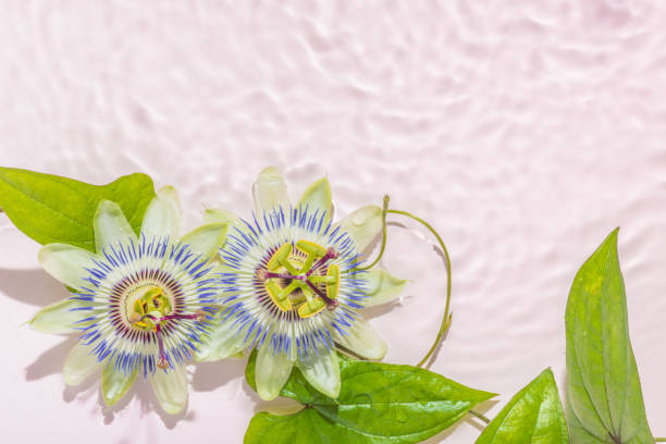 The genus Passiflora contains over 400 species with considerable variety within them and the common name Passion Flower can be confusing. Some passion flowers are vines, but some are bushes and even trees. Some are annuals and some others are perennials, and evergreen and deciduous. Some produce edible fruits. What they share are exotic, fascinating flowers that remain open for only a few days. They have a wide, flat petal base with several rings of filaments in the centers which surround a stalk that holds up the ovary and stamens. Colors include blue, purple, white, pink, red and yellow. Most commonly grown forms are vines that climb and cling by tendrils.
