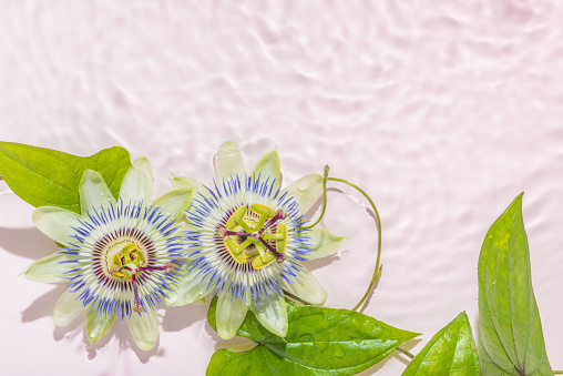 passionflowers with hard shadow on abstract pink background, in water, abstract spa background concept banner for cosmetic body care product.