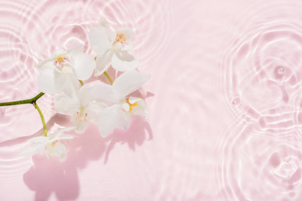 istock white orchid with shadow on abstract pink background, sun lights on water surface, beautiful abstract spa background concept banner for cosmetic body care product 1774729841