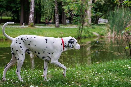 The Dalmatian is a breed of dog, which has a white coat marked with black or brown-coloured spots. Originating as a hunting dog, it was also used as a carriage dog in its early days. The origins of this breed can be traced back to present-day Croatia and its historical region of Dalmatia.