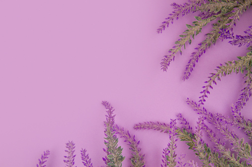 Lavender flowers lie on violet background. Copy space. Top view