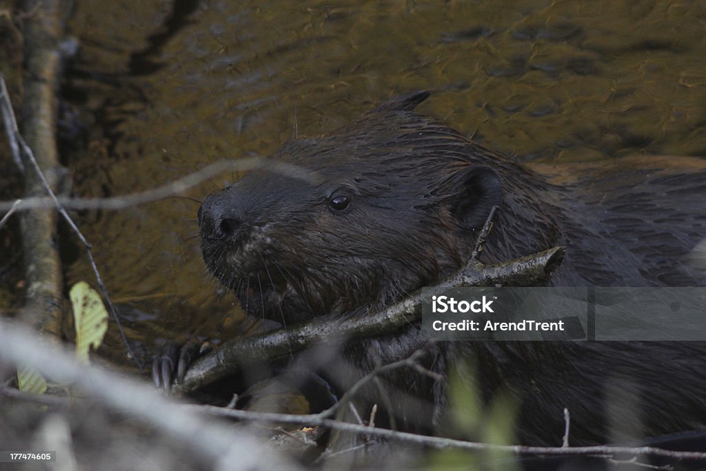 North American Beaver - Zbiór zdjęć royalty-free (Bóbr kanadyjski)