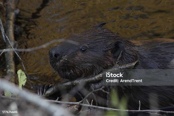 North American Beaver - zdjęcia stockowe i więcej obrazów Bóbr kanadyjski - Bóbr kanadyjski, Jeść, Bóbr